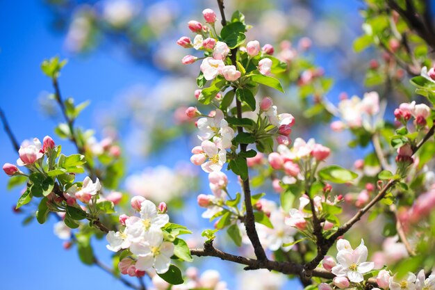 Fleurs de pommier sur fond de nature floue