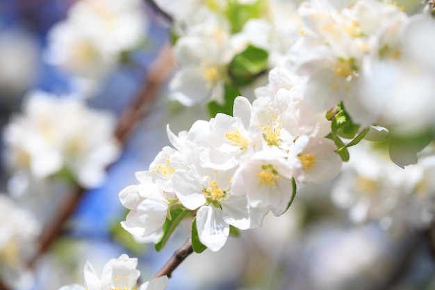 Fleurs de pommier sur fond de nature floue