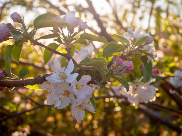 Fleurs de pommier Fuji au soleil au printemps