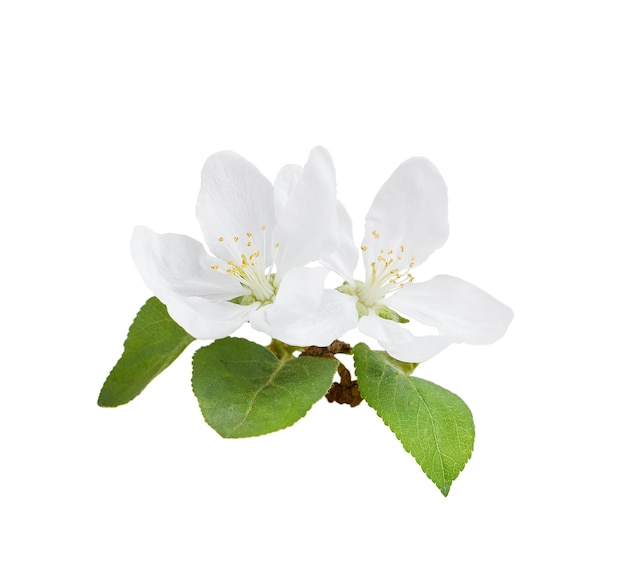 Fleurs de pommier isolés sur fond blanc avec un tracé de détourage