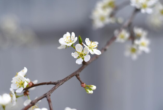 Fleurs de pommier un jour de printemps