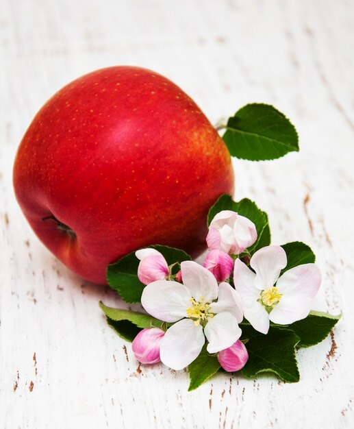 Fleurs de pommier et de pommier