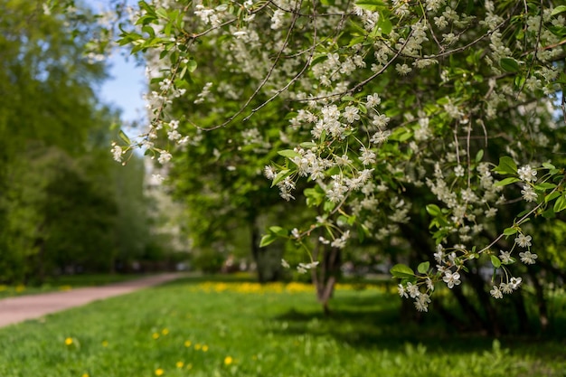 Fleurs de pommier printemps arbres en fleurs fleurs blanches sur les arbres