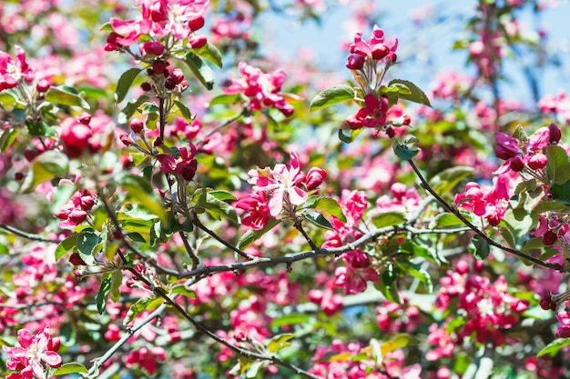 Fleurs de pommier rose au printemps