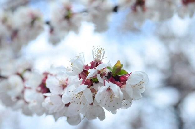 Fleurs de pommier rose avec des fleurs blanches sur fond de ciel bleu