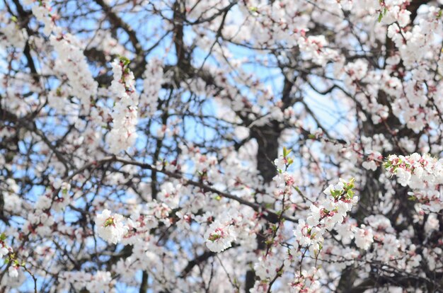 Fleurs de pommier rose avec des fleurs blanches sur fond de ciel bleu