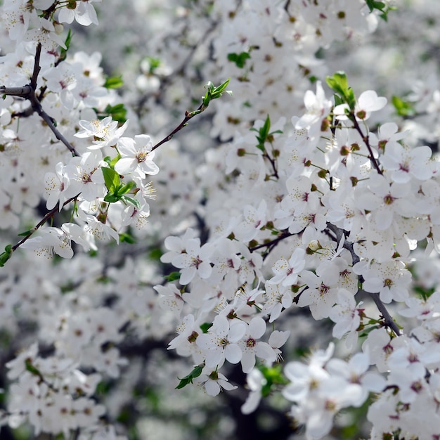 Fleurs de pommier rose avec des fleurs blanches sur fond de ciel bleu