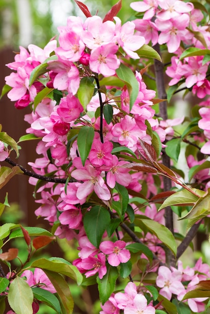 Fleurs de pommier rose floraison printanière des arbres