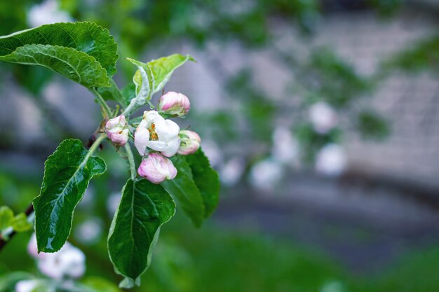 Fleurs de pommier rose et gouttes d'eau