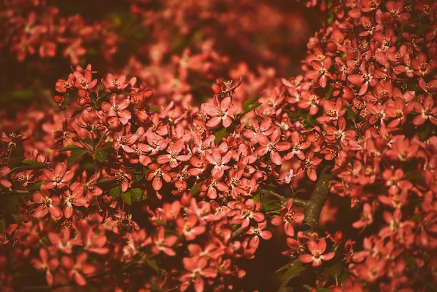 Fleurs de pommier rouge