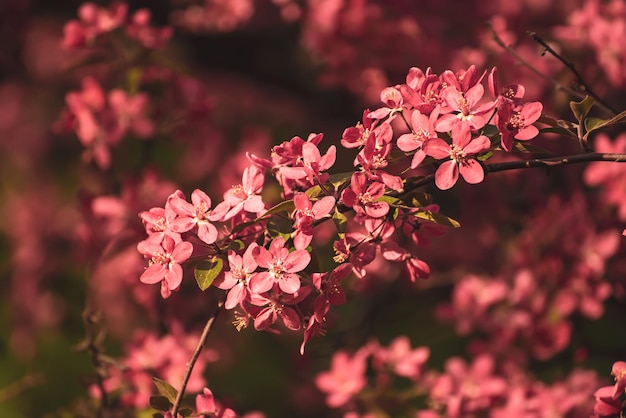 Fleurs de pommier rouge