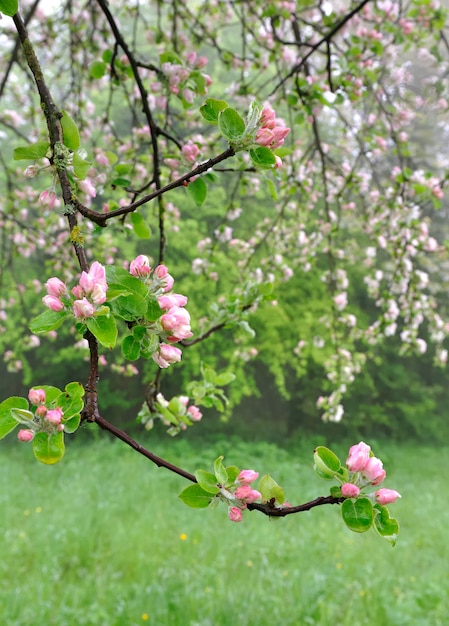 Fleurs d'un pommier