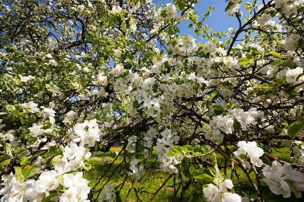 Fleurs de pommier