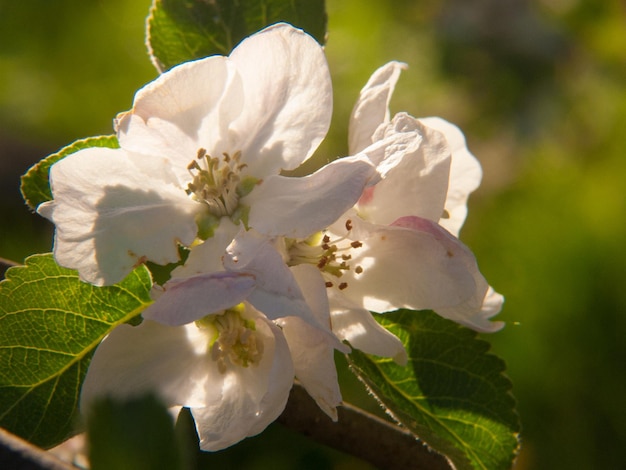 Fleurs de pommier