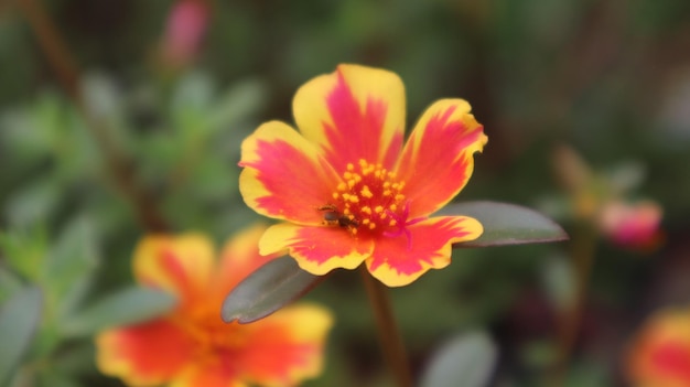 Fleurs de portulaca grandiflora jaune orange qui fleurissent le matin vers neuf heures