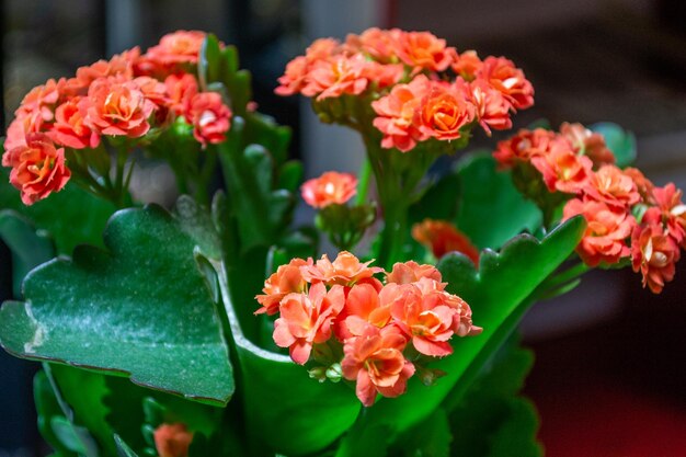 Fleurs en pot dans un vase