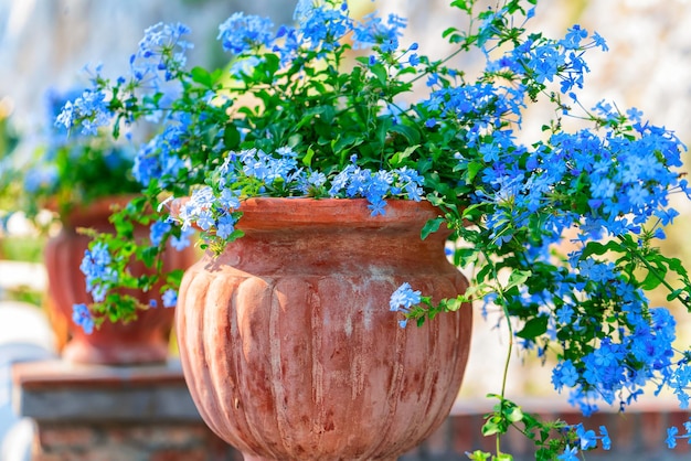 Fleurs en pot de fleurs à Augustus Gardens sur l'île de Capri, Italie