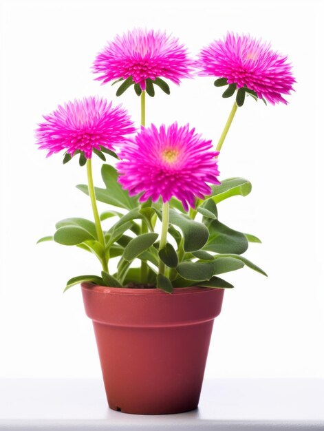 Fleurs en pot sur fond blanc