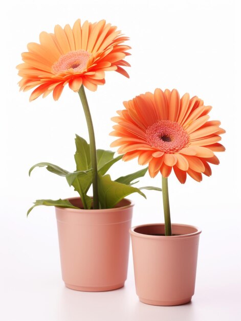 Fleurs en pot sur fond blanc