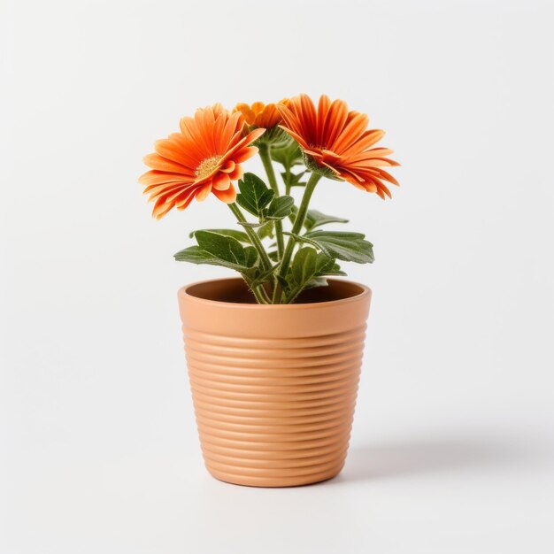 Fleurs en pot sur fond blanc