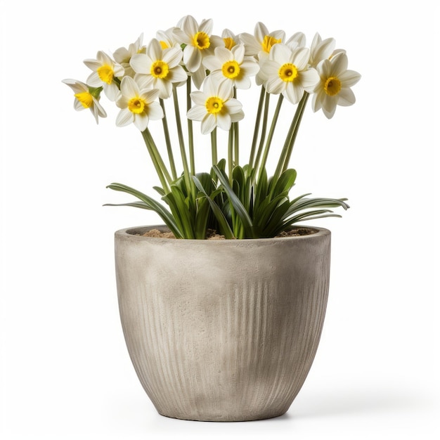 Fleurs en pot sur fond blanc