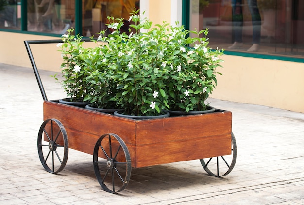 Fleurs en pot, idées de décoration de jardin