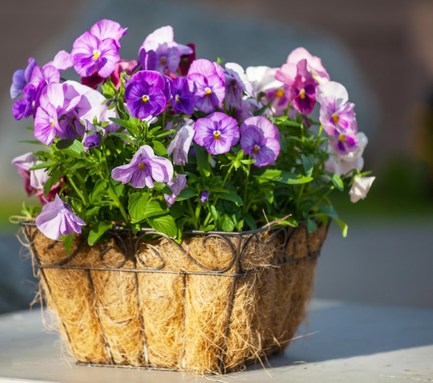 Fleurs en pot