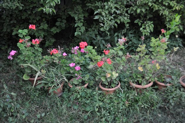 Fleurs en pots dans le jardin