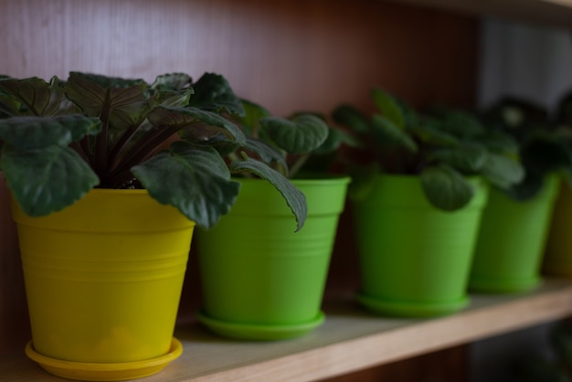 Fleurs en pots sur le rebord de la fenêtre