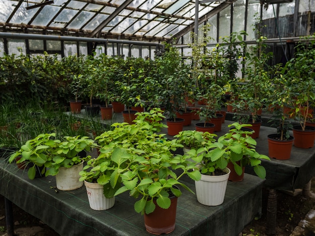 Des fleurs en pots se dressent sur une table dans une serre. C'est beaucoup de sortes de plantes d'intérieur.