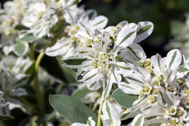 Photo fleurs pour la décoration de jardin, gros plan