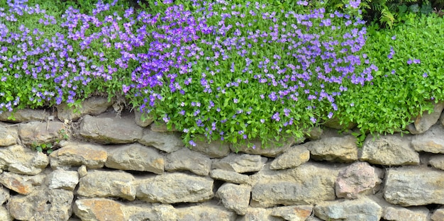 Fleurs pourpres d'aubretia en fleurs et couvert un mur de pierre d'un jardin