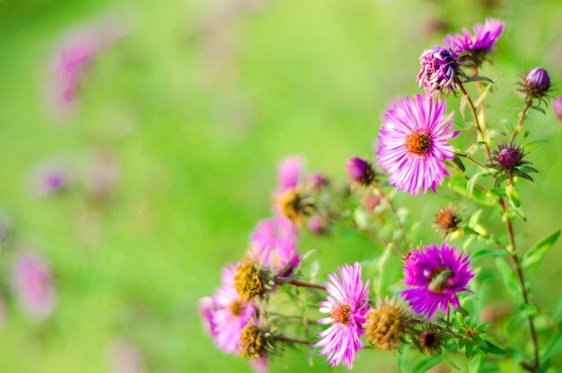 Fleurs pourpres