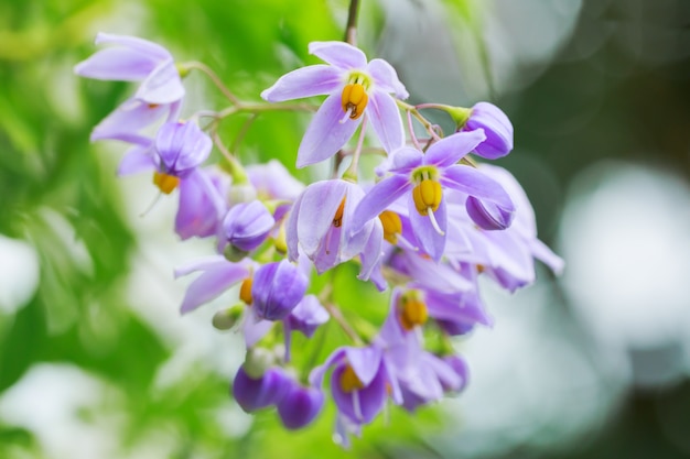 Fleurs pourpres