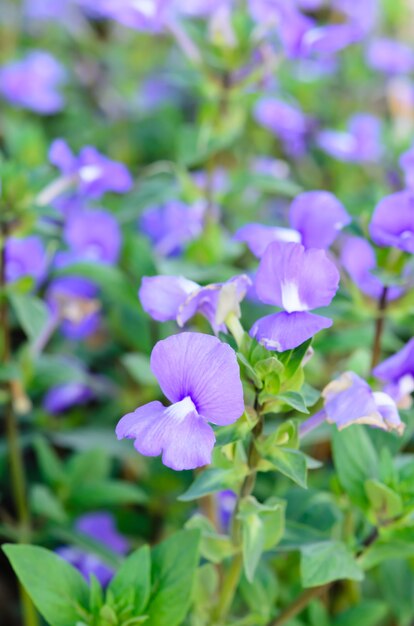 Fleurs pourpres