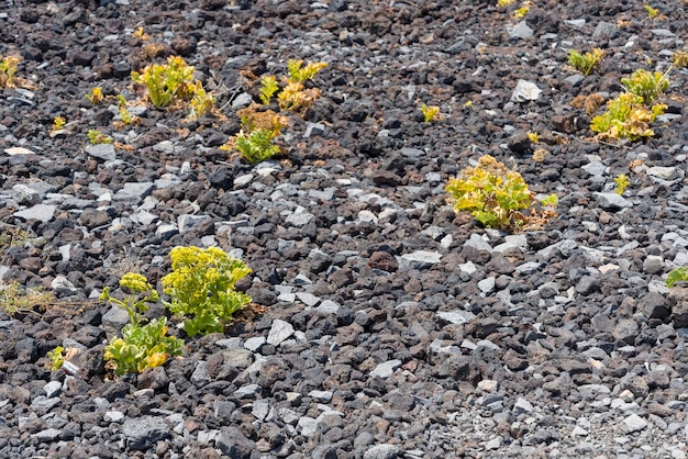 Les fleurs poussent sous les pierres de l'île de Tenerife