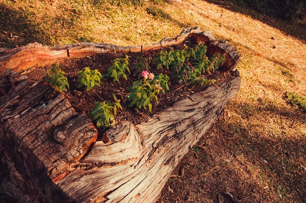 Les fleurs et les pousses naissent dans le vieux tronc d'arbre