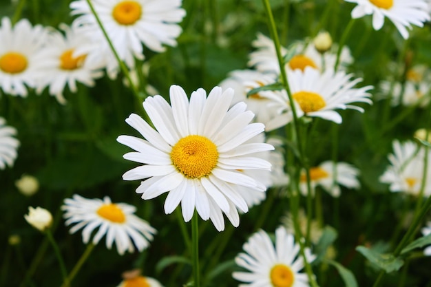 Fleurs prairie camomille belle nature