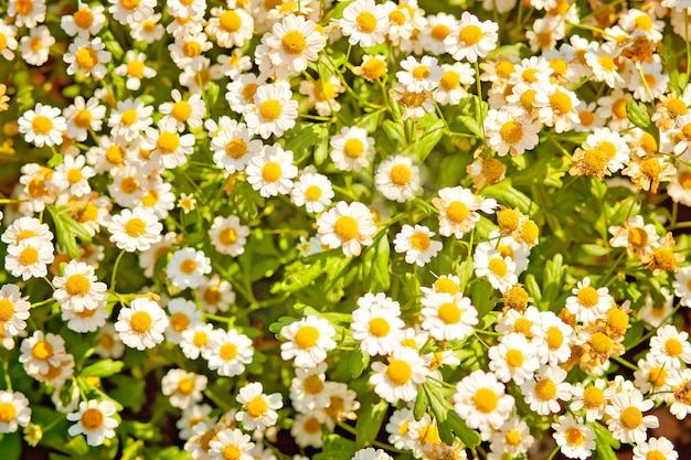 Fleurs de prairie de camomille.