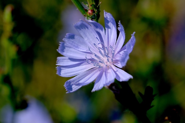 Fleurs de prairie d'été fleurissent