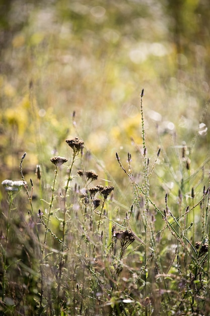 Fleurs de prairie d&#39;été