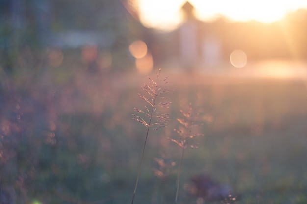 Fleurs de prairie de flou en fleur de champ ou d&#39;herbe avec avertir la lumière du lever du soleil pour l&#39;amour arr.plans