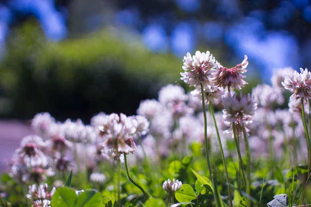 fleurs prairie pourpre été floraison