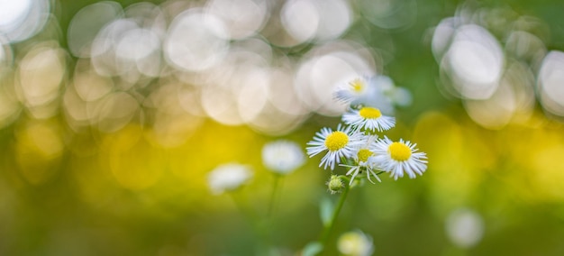 Fleurs de prairie tôt le matin frais et ensoleillé. Paysage d'automne vintage, fond de forêt floue