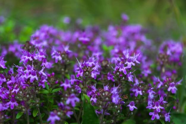Fleurs de prairie violettes avec de petites inflorescences. Beau fond naturel. photo horizontale. Mise au point sélective.