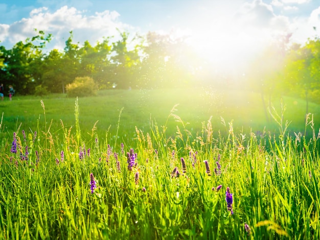 Fleurs et prairie