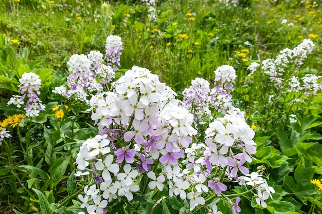 Fleurs près de la cascade Karakayasu entourée par les montagnes du Caucase près d'Elbrus Jilysu Russie