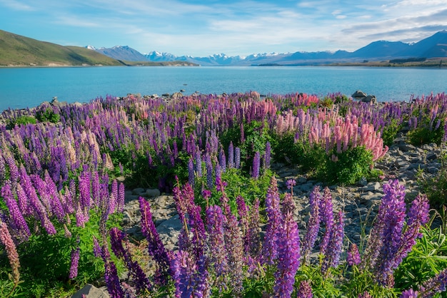 Fleurs près d'un lac