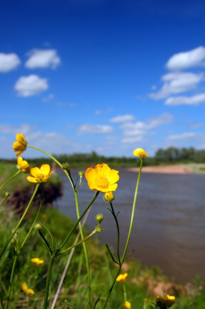 Fleurs près de la rivière en été