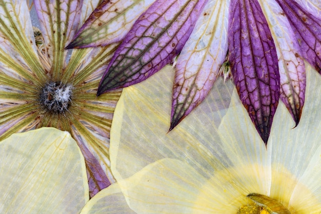 Fleurs pressées Résumé